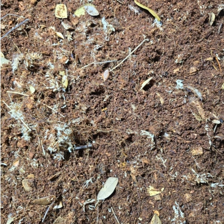 Jungle Forest Substrate - Podłoże leśnej dżungli 5L